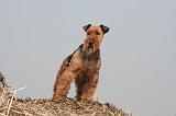 WELSH TERRIER 041